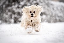 Hund im Winter - Matthias Balk/dpa/dpa-tmn