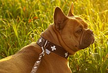 Giftk&ouml;der - Symbolfoto: Mylene2401 auf Pixabay