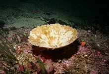 Ausgebleichter Meeresschwamm - James Bell/Te Herenga Waka - Victory University of Wellington/dpa