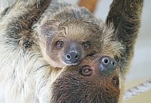 Weltfaultiertag - Foto: Heinz S&uuml;ssenbeck/TIERGARTEN SCH&Ouml;NBRUNN/APA/dpa