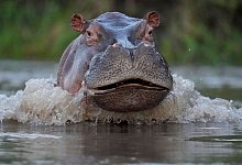 Nilpferd in Kolumbien - Fernando Vergara/AP/dpa