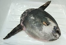 Mondfisch - Foto: Stefan Sauer/zb/dpa