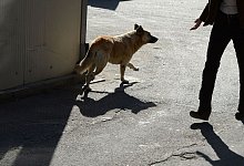 Streunende Hunde sind in der Regel freundlich. Wer etwas Abstand h&auml;lt, hat nichts zu bef&uuml;rchten. - Jens Kalaene/dpa-Zentralbild/dpa-tmn