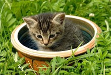 Tiere waren in einem Weidenk&ouml;rbchen ausgesetzt worden. - SYMBOLFOTO: DPA