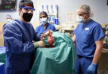 Schweine-Transplantation - Tom Jemski/University of Maryland School of Medicine/dpa