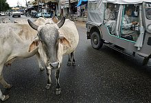 Stra&szlig;enk&uuml;he in Indien - epa/dpa