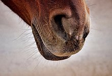 Pferd - Symbolfoto: Pixabay