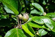 Fr&uuml;he Obstbl&uuml;te k&ouml;nnte Apfelernte schm&auml;lern - Sina Schuldt/dpa