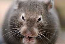 &Auml;lteren Hamstern beim Putzen helfen - Foto: Caroline Seidel