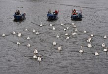 Alsterschw&auml;ne kehren aus Winterquartier zur&uuml;ck - Marcus Brandt/dpa