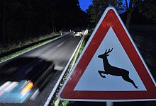 Ein Stra&szlig;enschild warnt vor Wildwechsel - Martin Schutt/dpa-Zentralbild/dpa-tmn