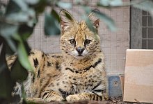 Serval - Sabine Tomas/Wilhelma Stuttgart/dpa