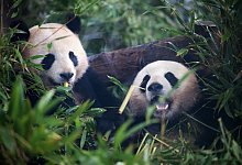 Pandas - Sebastian Gollnow/dpa