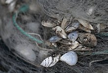 Quagga-Muschel - Felix K&auml;stle/dpa