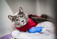 Eingeklemmte Pfote - Foto: Frank Rupenhorst