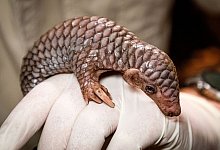 Ohrenschuppentier-Nachwuchs im Prager Zoo - Miroslav Bobek/Zoo Prag/dpa