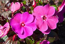 Flei&szlig;iges Lieschen - Andrea Warnecke/dpa-tmn