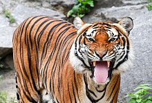 Welt-Tiger-Tag: Indochinesischer Tiger - Jens Kalaene/dpa-Zentralbild/dpa