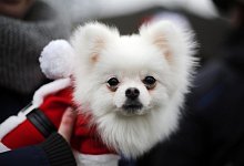 Weihnachtsmarkt ist nichts f&uuml;r Hunde - Foto: Ina Fassbender/dpa/dpa-tmn