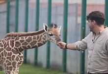 Diese Wimpern! Man kann sie so gut erkennen, weil sich das Giraffenbaby ganz darauf konzentriert, die Hand von Markus K&ouml;chling, zu studieren. F&uuml;r den Zoologischen Leiter des Safarilandes eine Premiere: So nah ist er einem Giraffenbaby noch nie gewesen. - Sigurd Gringel
