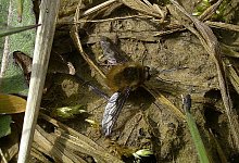 Gut zu erkennen - FOTO: NABU