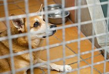 Hund im Tierheim - Foto: Inga Kjer/dpa-tmn