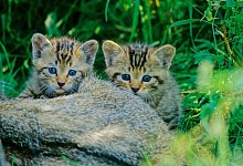 Wildkatzen-Kitten nicht mit nach Hause nehmen - Foto: Thomas Stephan/BUND/dpa-tmn