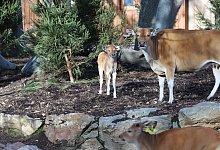 K&ouml;lner Zoo - Sascha Thelen/dpa