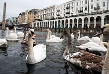 Hamburgs Alsterschw&auml;ne - Daniel Bockwoldt/dpa