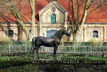 Landgestüt Warendorf - Ina Fassbender/dpa/Archivbild