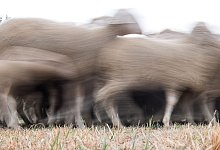 Schafe - Sebastian Gollnow/dpa/Symbolbild