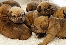 Welpen - 1 - Steffi Behrmann