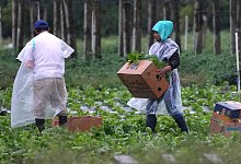 Migration in den USA - Lynne Sladky/AP/dpa