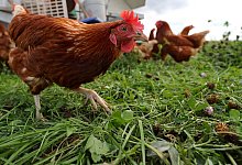 Hühnerhaltung - Daniel Karmann/dpa