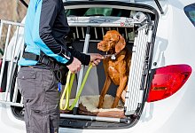 Ein Vizsla sitzt in einer Transportbox im Kofferraum des Autos - Monique W&uuml;stenhagen/dpa-tmn