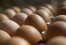 Palette mit Eiern - Foto: Victoria Bonn-Meuser