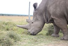 N&ouml;rdliches Breitmaulnashorn - Foto: Naveena Kottoor/dpa