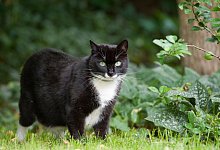 Katze - Foto: Klaus-Dietmar Gabbert