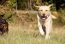 hunde - 1 - Bildrechte: Pixabay