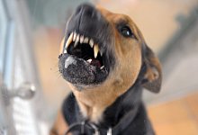 Hund beisst - Foto: Soeren Stache/dpa-Zentralbild/ZB