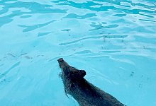 Wildschwein im Swimmingpool - Polizei M&auml;rkisch Oderland/dpa