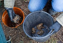 Kr&ouml;tenwanderung beginnt - Nicolas Armer/dpa