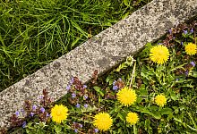Löwenzahn in einem Garten - Christin Klose/dpa-tmn