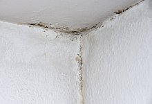 Schimmel in einer Wohnung - Andrea Warnecke/dpa-tmn/dpa