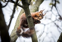 Eichh&ouml;rnchen auf dem Baum - Foto: Frank Rumpenhorst/dpa