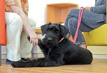 Therapiehund - Foto: Britta Pedersen/dpa-Zentralbild/dpa