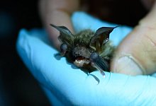 Fledermaus - Foto: Andreas Arnold/dpa