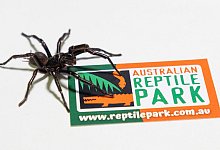 Neue Art bestimmt - Newcastle-Trichternetzspinne - Caitlin Vine/Australian Reptile Park/dpa