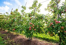 Apfelbaum-Plantagen im Alten Land - Jonas Walzberg/dpa