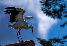 Storch in Mecklenburg-Vorpommern - Jens B&uuml;ttner/dpa